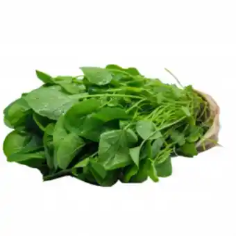 Agrião baby horta verde