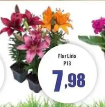 Flor Lirio P13