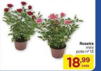 Roseira