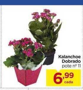 Carrefour Kalanchoe dobrado oferta