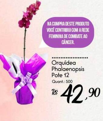 Giassi Supermercados Orquidea phalaenopsis oferta