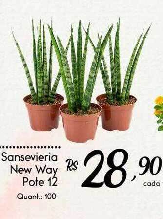 Giassi Supermercados Sansevieria new way oferta