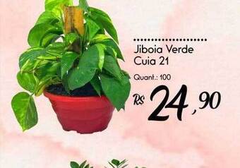 Giassi Supermercados Jiboia verde oferta