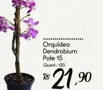 Giassi Supermercados Orquidea dendrobium oferta