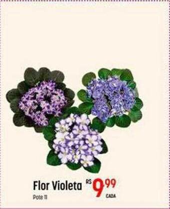 Muffato Flor violeta oferta