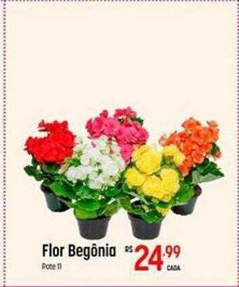 Muffato Flor begônia oferta