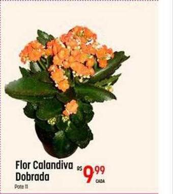 Muffato Flor calandiva dobrada oferta