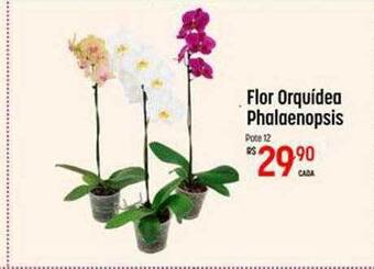 Muffato Flor orquídea phalaenopsis oferta