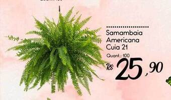 Samambaia americana cuia 21