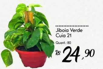 Giassi Supermercados Jiboia verde cuia 21 oferta