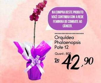 Giassi Supermercados Orquídea phalaenopsis pote 12 oferta