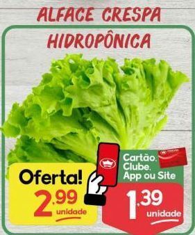 Alface crespa hidropônica