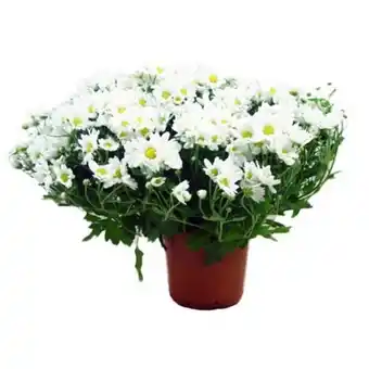 Flor crisantemo bola belga pote15