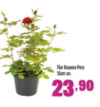 Rede Top Flor roseira pote 15cm un. oferta