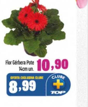Rede Top Flor gérbera pote 14cm un. oferta