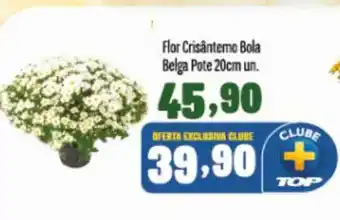 Rede Top Flor crisântemo bola belga pote 20cm un. oferta