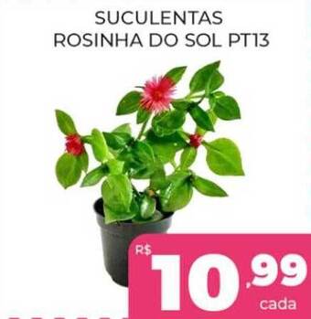 Suculentas rosinha do sol