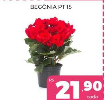 Begônia