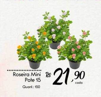 Giassi Supermercados Roseira mini pote 15 oferta