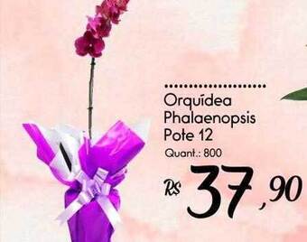 Giassi Supermercados Orquídea phalaenopsis pote 12 oferta