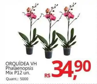 Orquidea vh phalaenopsis mix