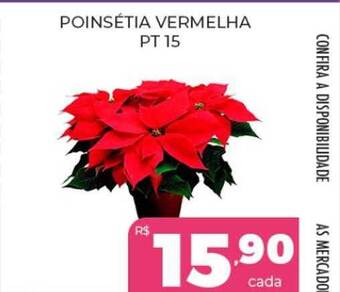 Poinsétia vermelha