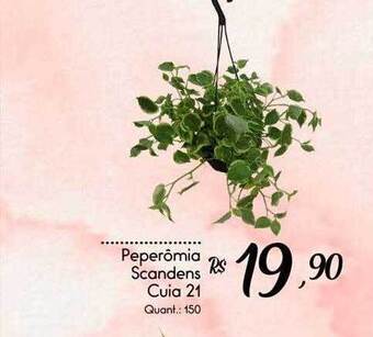 Giassi Supermercados Peperômia scandens cuia 21 oferta