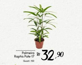 Giassi Supermercados Palmeira raphis pote 17 oferta