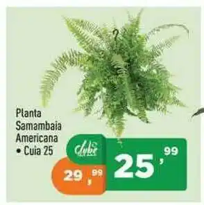 Planta Samambaia Americana