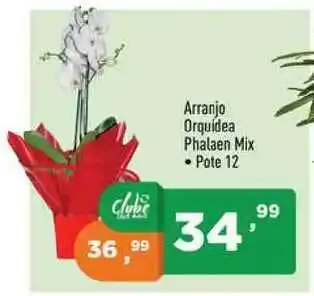 Supermercados Pague Menos Arranjo Orquidea Plalaen Mix oferta