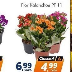 Delta Supermercados Flor kalanchoe oferta