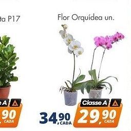 Delta Supermercados Flor orquídea oferta