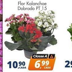 Flor kalanchoe