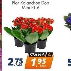 Flor kalanchoe