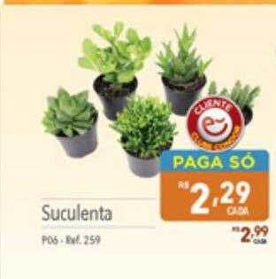 Suculenta
