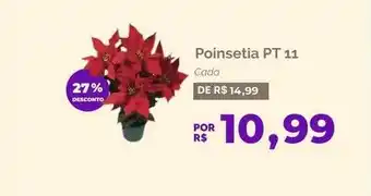 Oba Hortifruti Poinsetia pt 11 27% desconto oferta