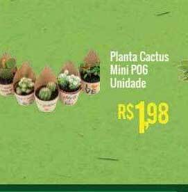 Mart Minas Planta cactus mini p06 unidade oferta