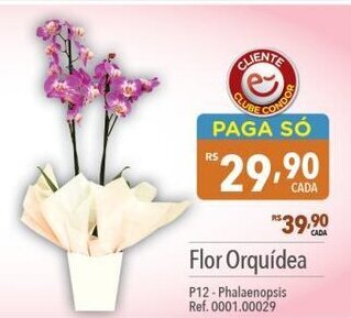 Flor Orquidea P12