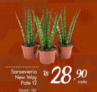 Giassi Supermercados Sansevieria new way oferta