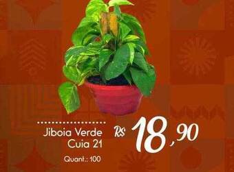 Giassi Supermercados Jiboia verde cuia 21 oferta