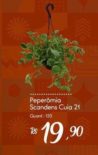 Giassi Supermercados Peperômia scandens cuia 21 oferta