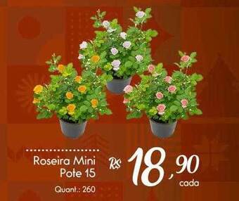 Roseira mini pote 15