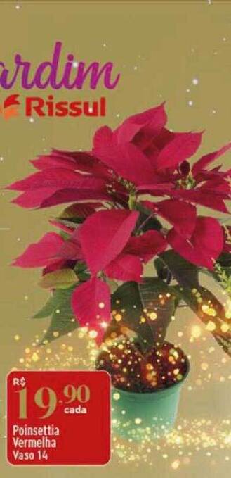 Supper Rissul Poinsettia vermelha vaso 14 oferta