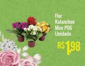 Mart Minas Flor kalanchoe mini p06 unidade oferta