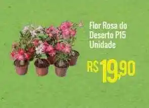 Mart Minas Flor rosa de deserto p15 unidade oferta