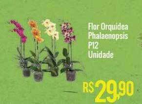 Mart Minas Flor orquidea phalaenopsis p12 unidade oferta