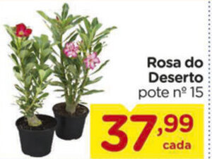 Rosa do Deserto