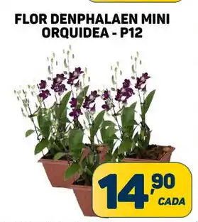 Dom Atacadista Flor Denphalaen Mini Orquidea P12 oferta