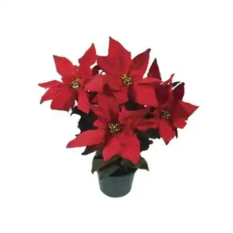 Flor poinsettia variada p