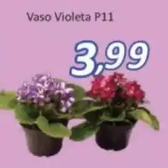 Vaso Violeta P11